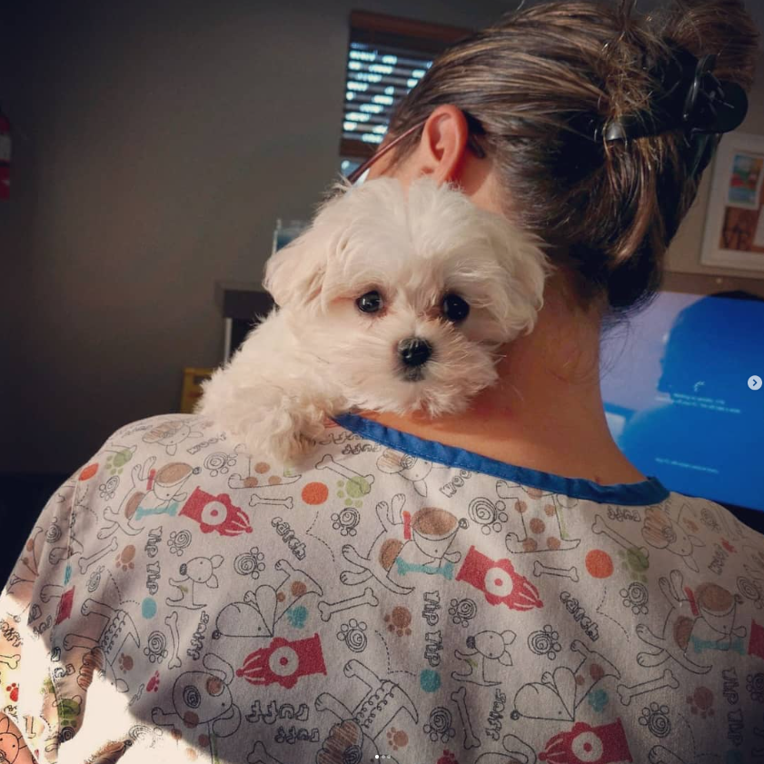 Arlington Pet Hospital_pup On Shoulder
