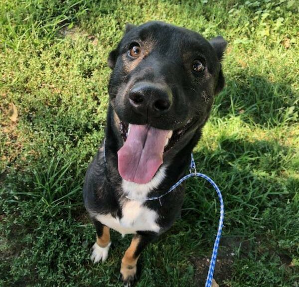 Arlington Pet Hospital_puppy Nebraska 4